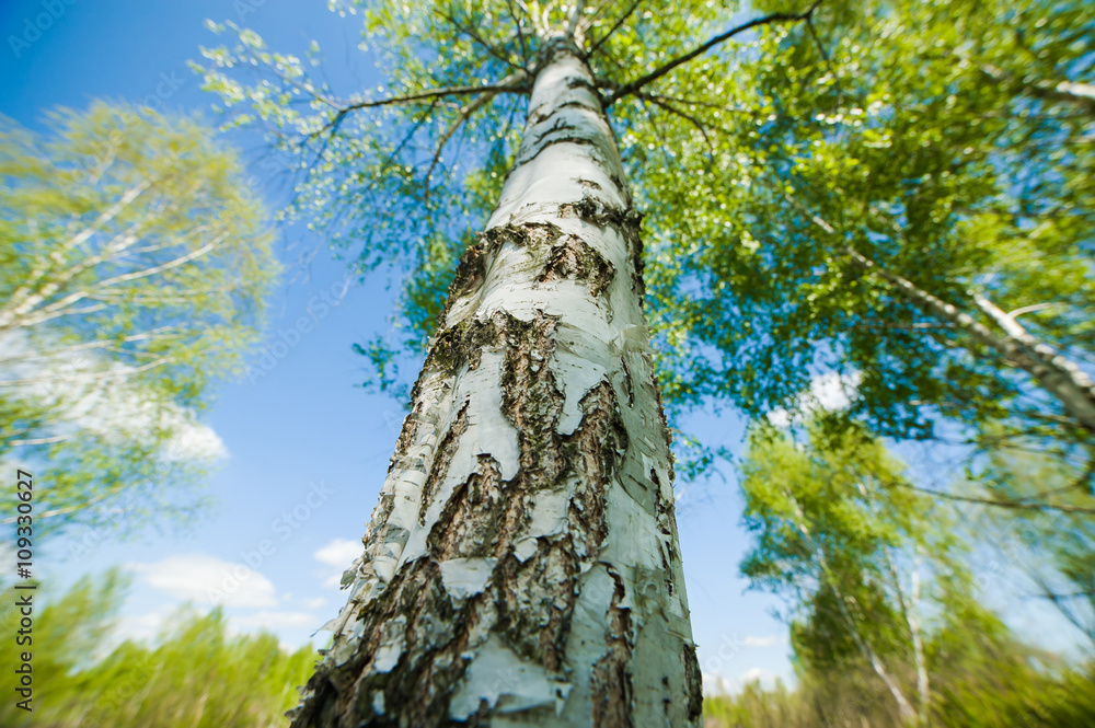 Fototapeta premium beautiful birch forest