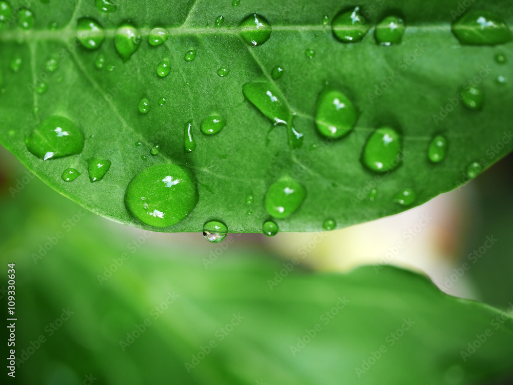 water drop on leaf water drop on leaf
