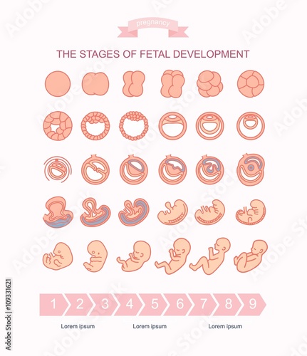 vector illustration stages of fetal development. isolated on white background. Pregnancy. Fetal growth from fertilization to birth, fetus development. Embryo development.