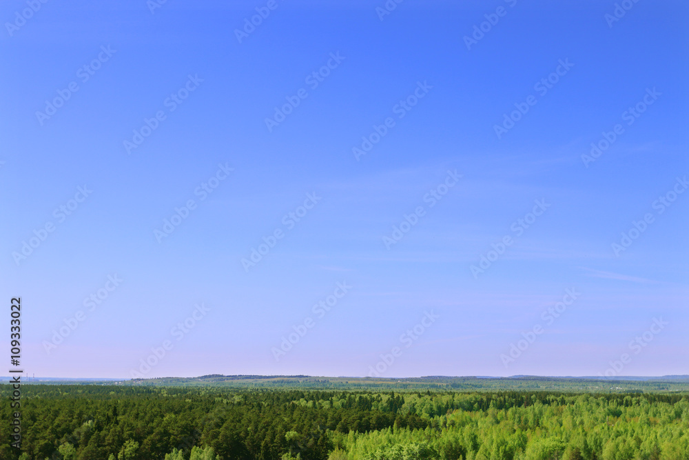 Beautiful green trees of forest and clear blue sky at summer day