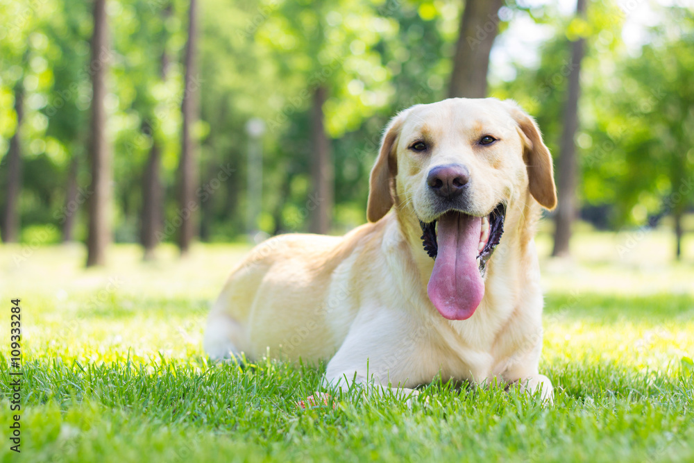 Yellow Labrador dog 
