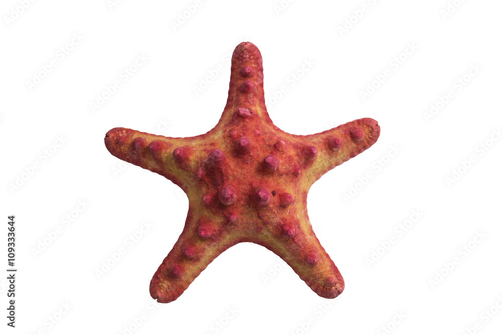Starfish isolated on white background Starfish isolated on white background