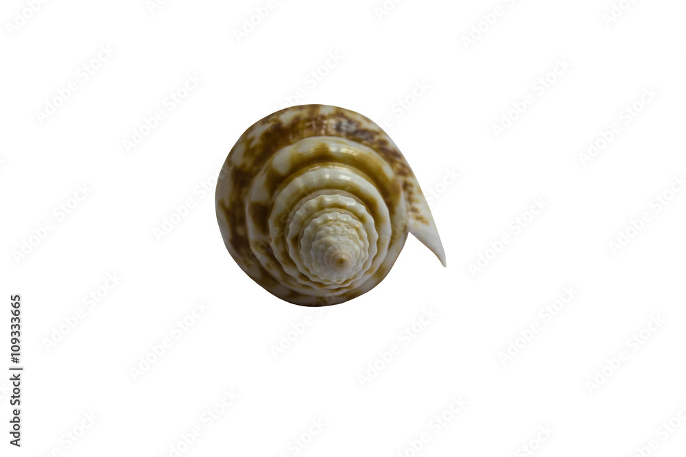 Seashell isolated on white background Seashell isolated on white background