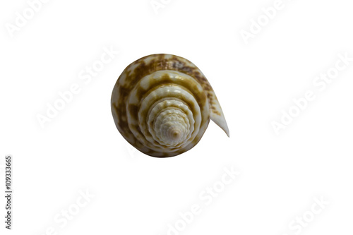 Photography Seashell isolated on white background