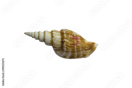 Canvas Print Seashell isolated on white background