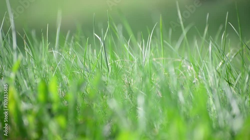 bright spring grass in  wind