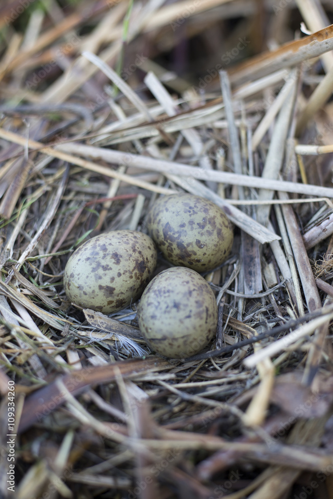 Fototapeta premium gull eggs are in the nest, the nest in the reeds.