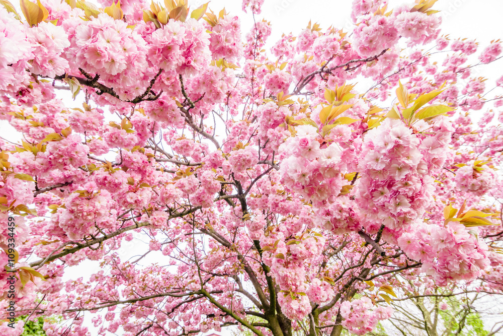 tree branch with beautiful pink flowers