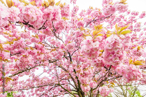 tree branch with beautiful pink flowers