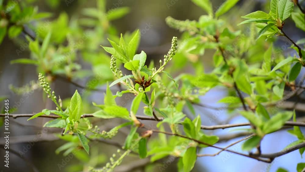 Brush is not full-blown bird cherry in the early spring Brush is not full-blown bird cherry in the early spring