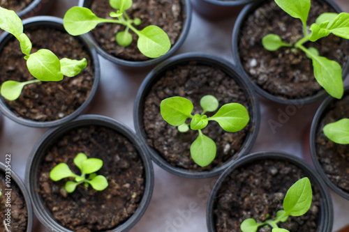 Fototapeta Naklejka Na Ścianę i Meble -  Pitunia seedlings in plastic flower pots