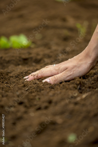 Closeup of female hand touching a brown fertile soil