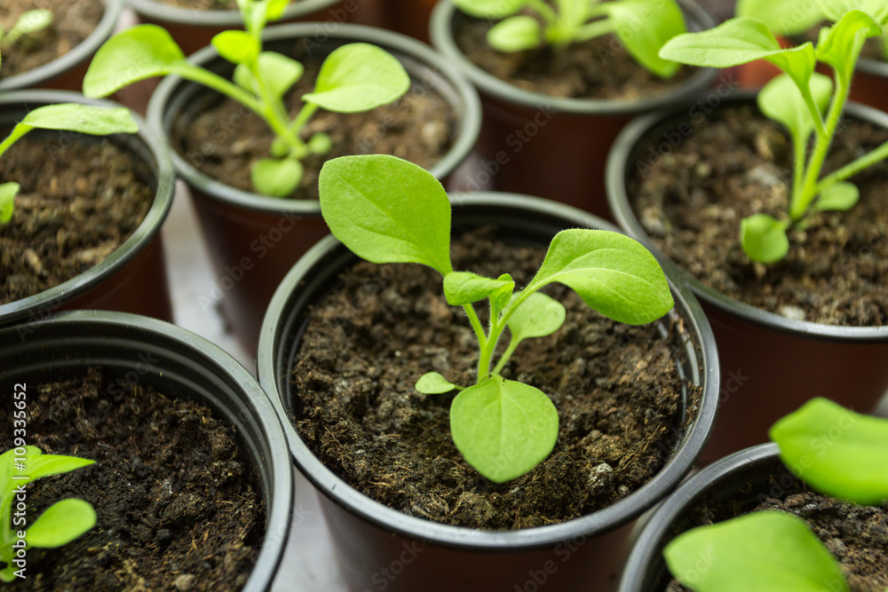 Pitunia seedlings in plastic flower pots Pitunia seedlings in plastic flower pots
