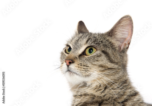 Portrait of tabby cat © Tony Campbell
