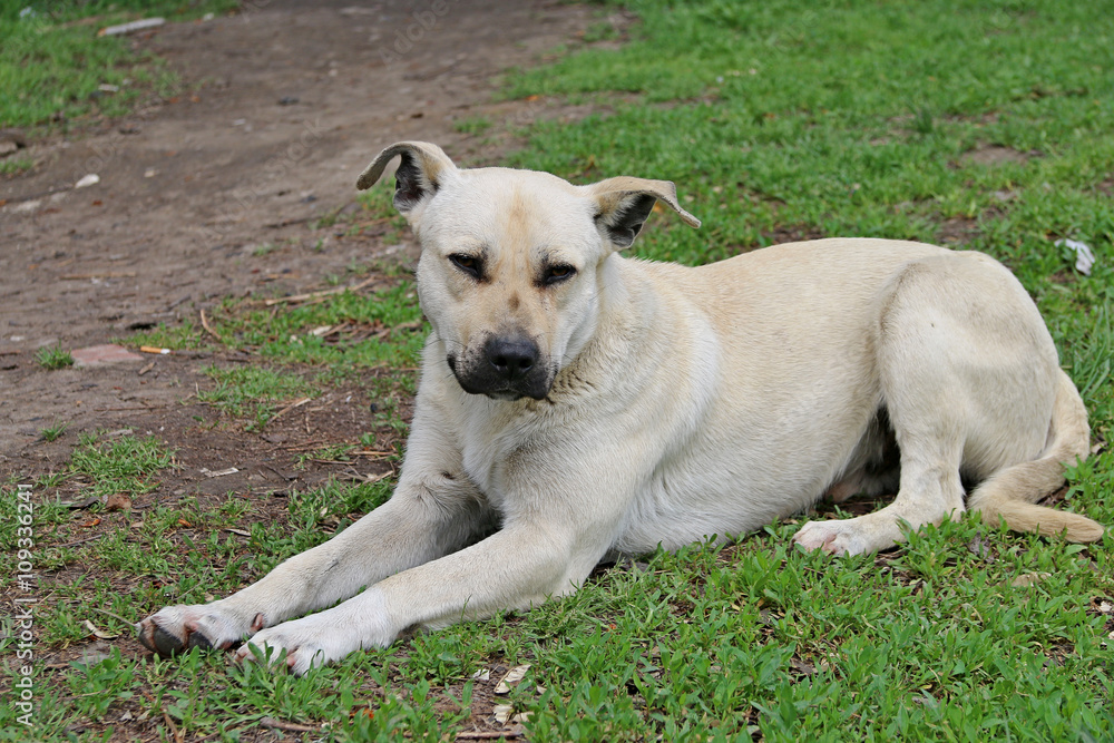 белая собака лежит на зеленой траве в парке