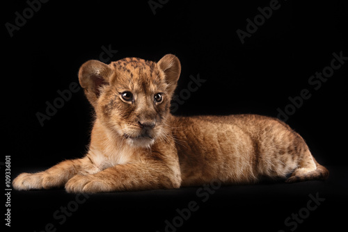 Fototapeta Naklejka Na Ścianę i Meble -  little lion cub  on black background