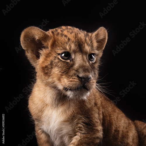 little lion cub  on black background © brusnikaphoto