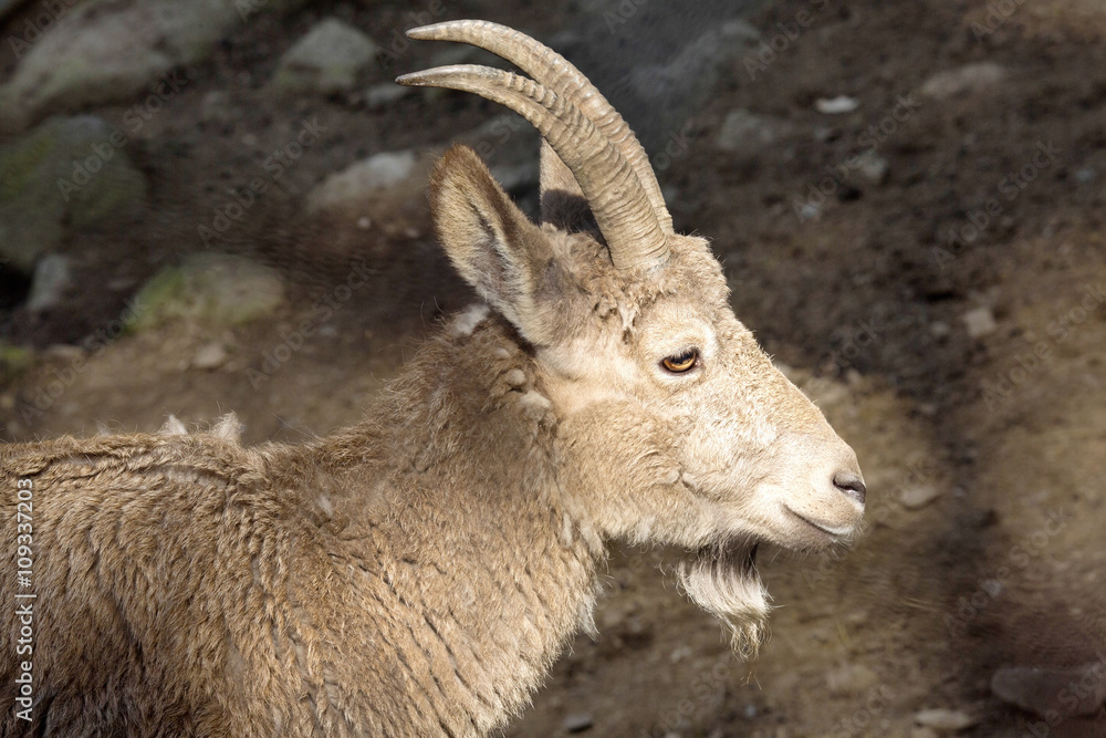 female Siberian ibex, Capra sibirica, losing winter coat female Siberian ibex, Capra sibirica, losing winter coat