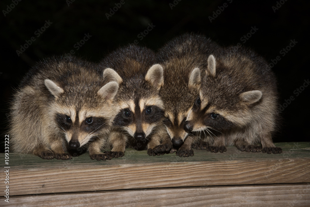 Obraz premium Four cute baby raccoons on a deck railing