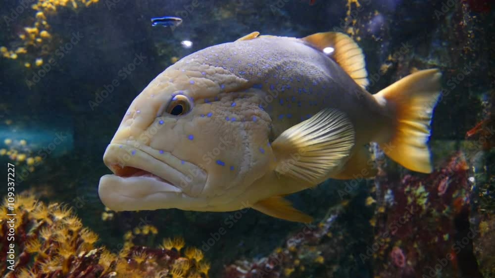 A Grouper in aquarium
A Grouper in aquarium
