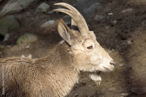 female Siberian ibex, Capra sibirica, losing winter coat