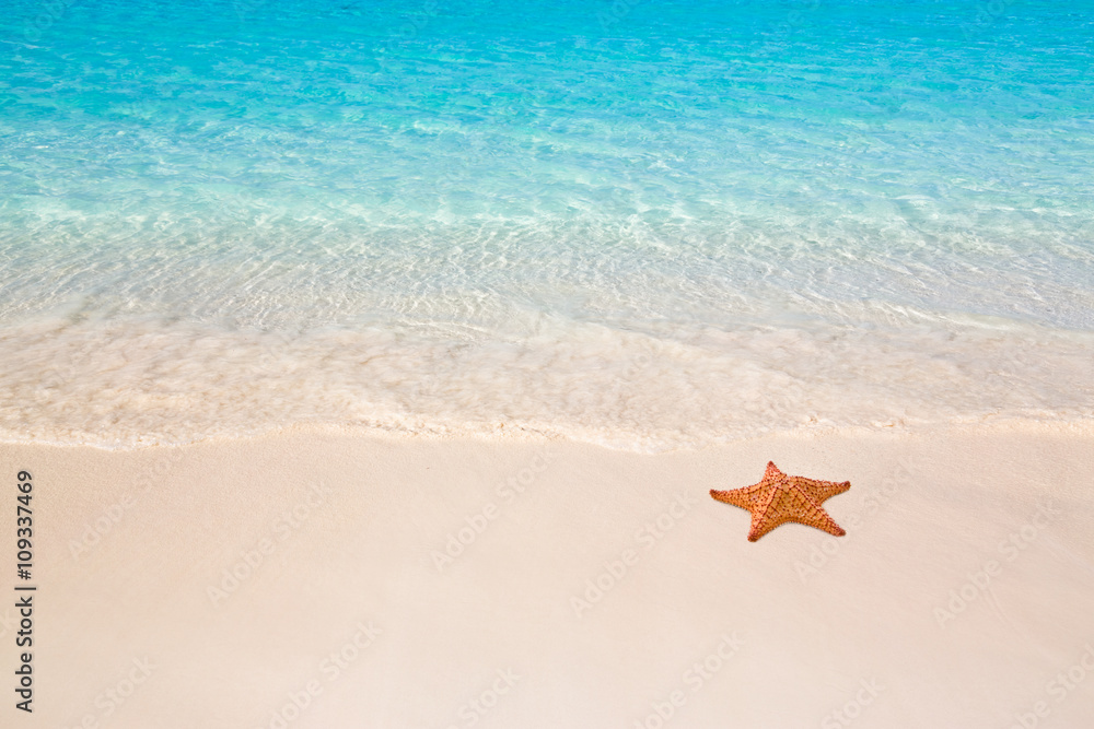 Naklejka premium Starfish on beach