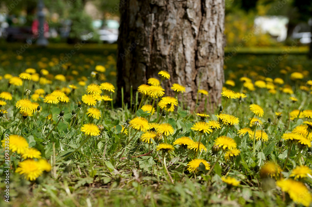 Dandelions on a lawn in city park Dandelions on a lawn in city park