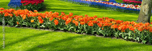 Obraz na plátně Garden of tulips