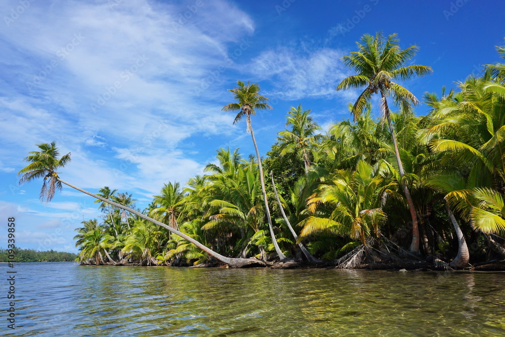 Lush coconut palm trees on the shore of the lake Fauna Nui, Maeva, Huahine island, French Polynesia Lush coconut palm trees on the shore of the lake Fauna Nui, Maeva, Huahine island, French Polynesia