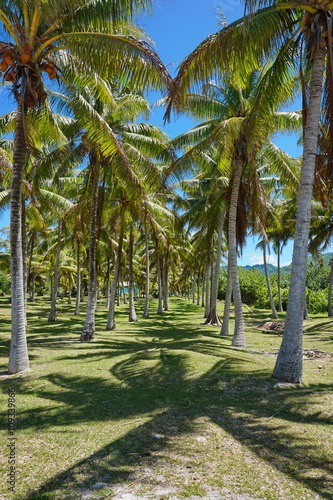 Path through coconut palm trees, Huahine, Society Islands, French Polynesia