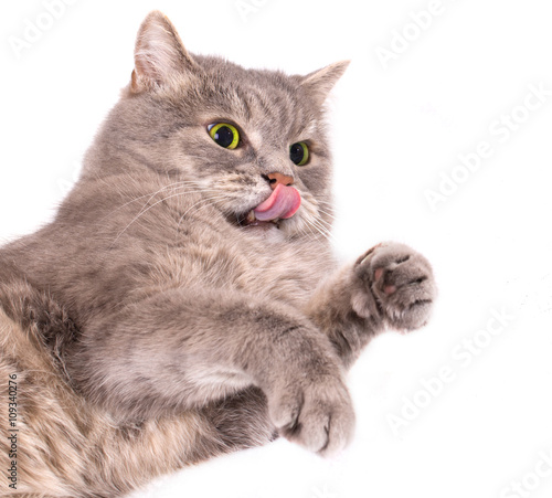 The gray cat lies on a back and licks lips