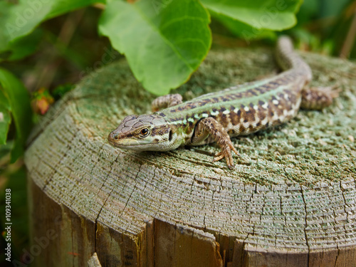portrait of an italian wall  lizard (Podarcis sicula) resting on a cut trunk .