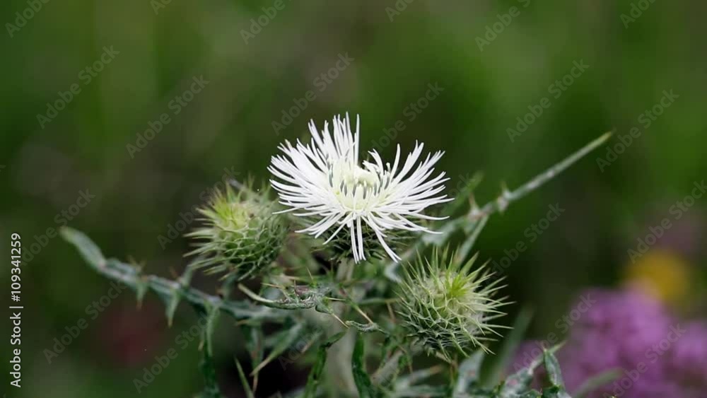 thistle with a white flower in nature on a green background thistle with a white flower in nature on a green background