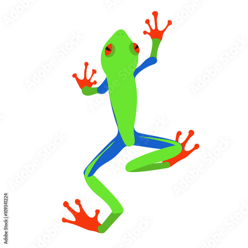 Red-eyed tree frog, flat design. Vector illustration of red-eyed tree frog on white background. Poisonous frog top view 