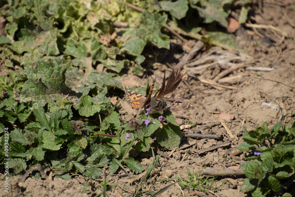 The Small tortoiseshell on the plant The Small tortoiseshell on the plant