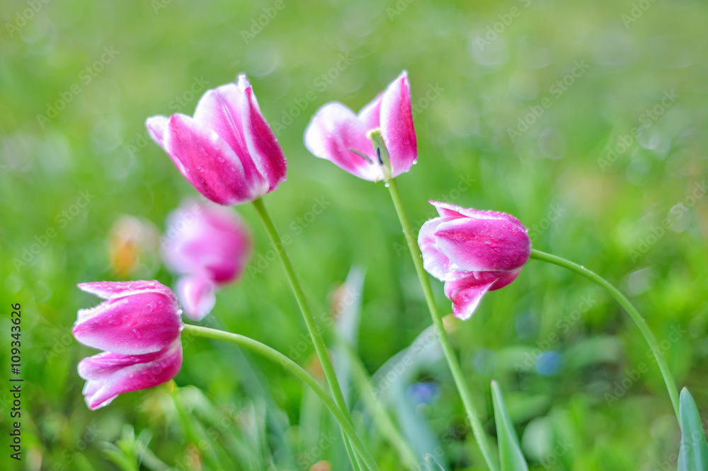 Tulpe rosa mit Wassertropfen nach dem Regen Tulpe rosa mit Wassertropfen nach dem Regen