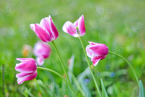 Tulpe rosa mit Wassertropfen nach dem Regen