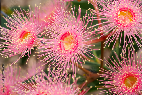 Corymbia ficifolia Pale Pink