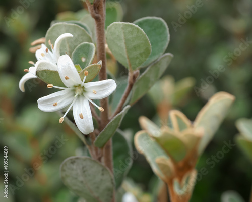 White Correa Flower