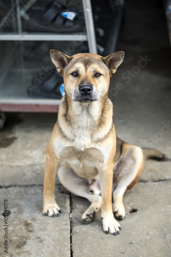 The dog of Hmong at house in Vietnam sitting look at photographer.