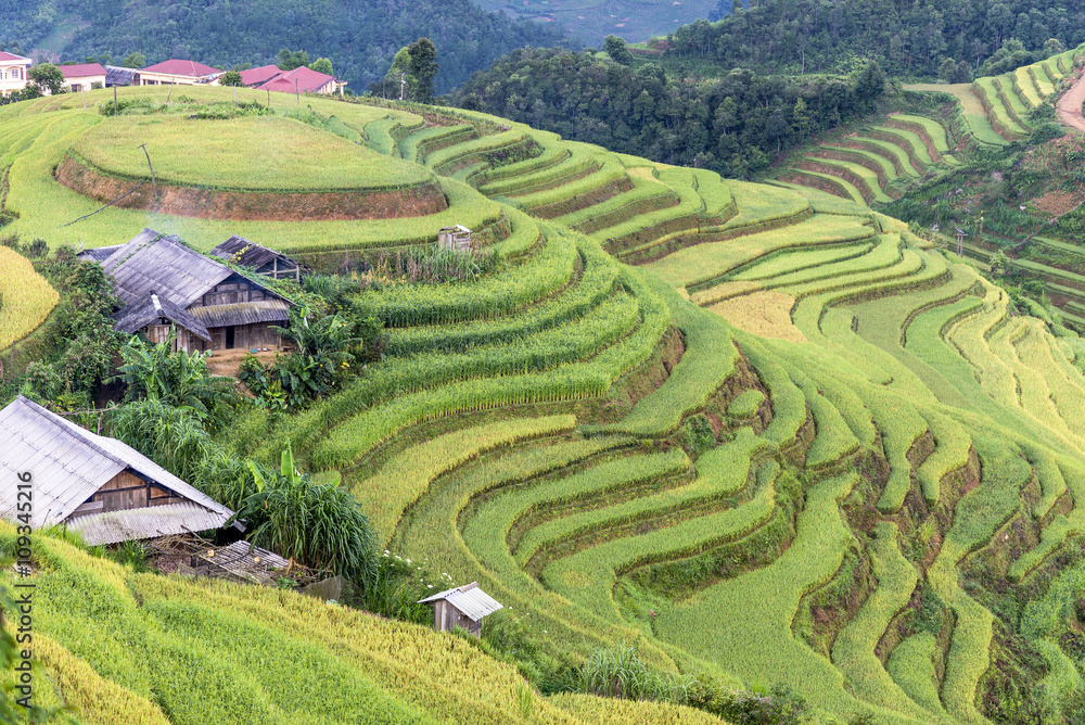 The beautiful rice paddy field during the trip  from HANOI to SAPA, VIETNAM on the middle of the September.