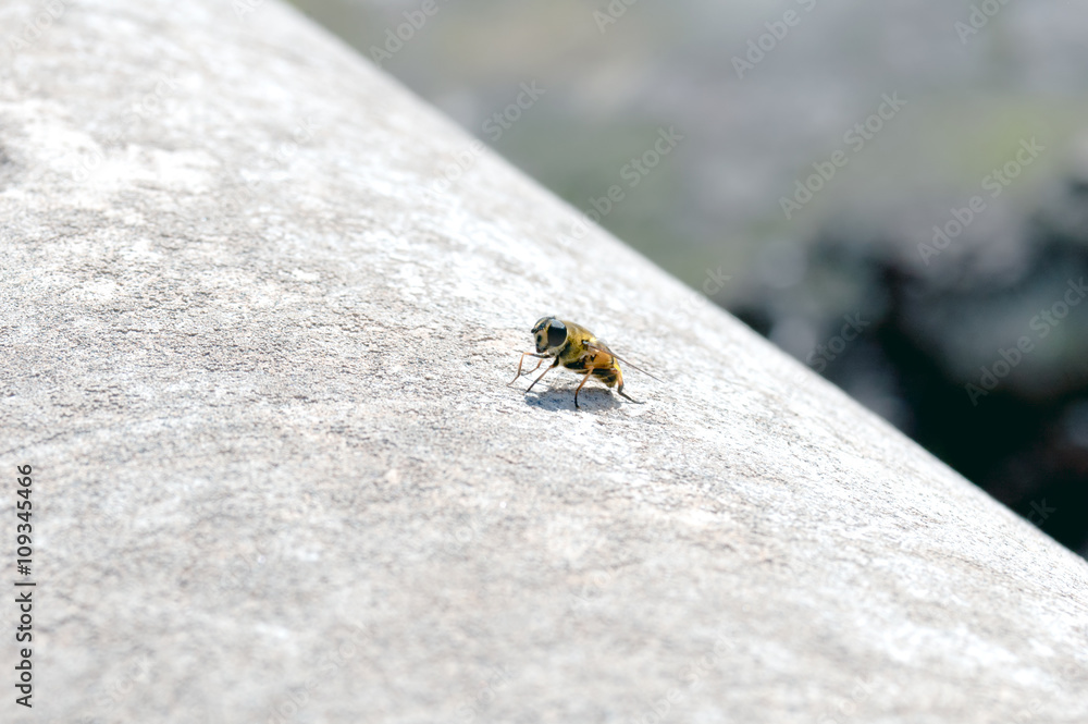 Bee Bee