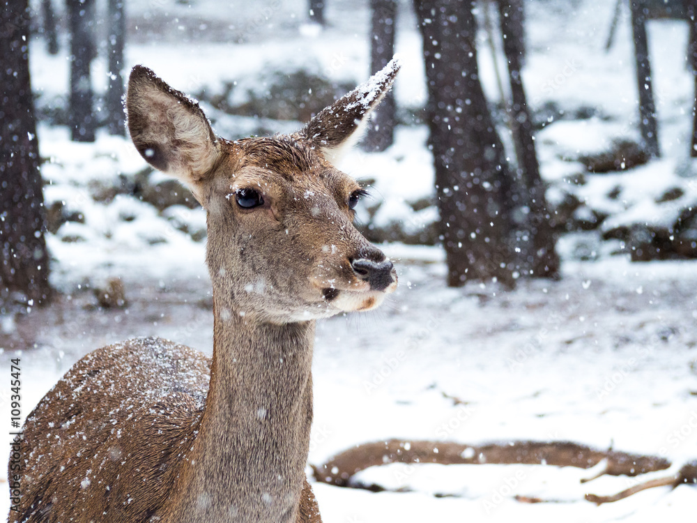 Fototapeta premium Female red deer in the middle of the snowfall in the forest