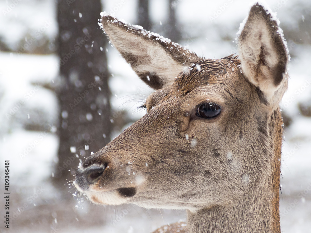 Fototapeta premium Portrait of a female deer while it is snowing