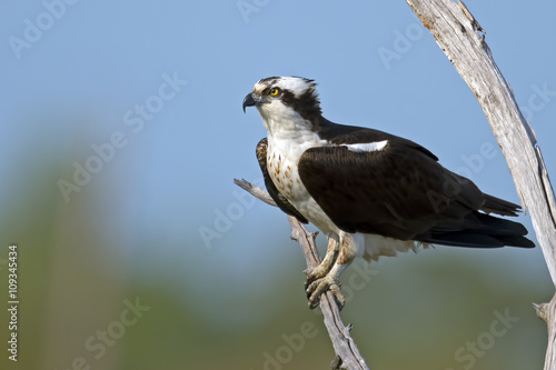 Osprey Sitting in Dead Tree