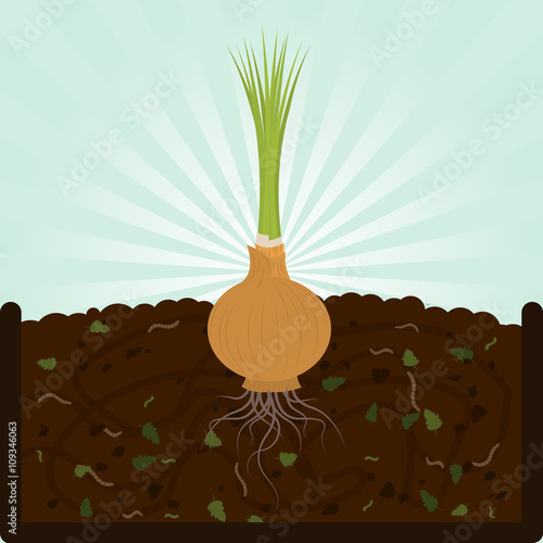 Planting onion. Composting process with organic matter, microorganisms and earthworms. Fallen leaves on the ground.