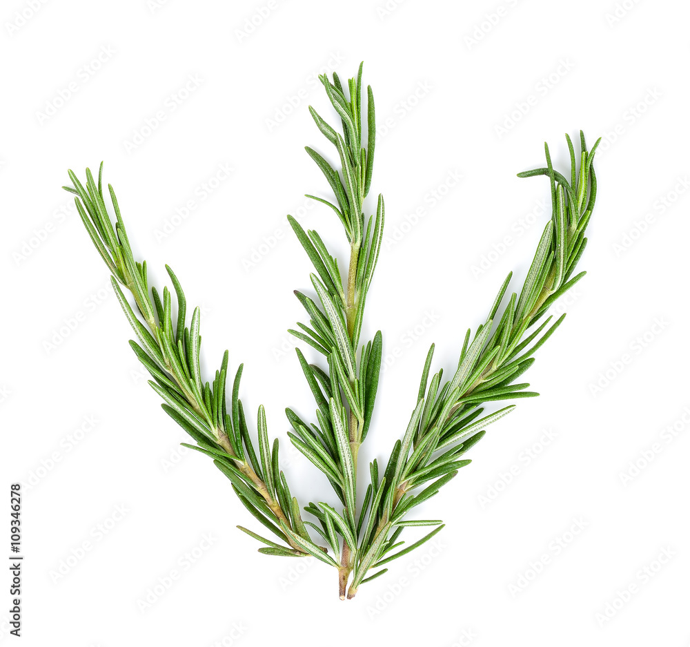 rosemary isolated on the white background rosemary isolated on the white background