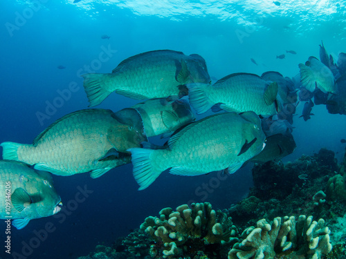 Bump head Parrot fish
