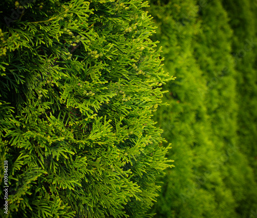 Green Hedge of Thuja Trees