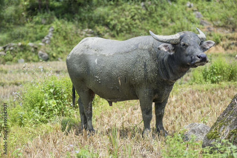 Asian water buffalo standing relax outdoors after soaking mud on hot days Asian water buffalo standing relax outdoors after soaking mud on hot days